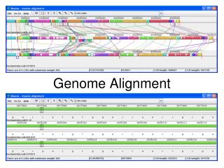 Genome Alignment