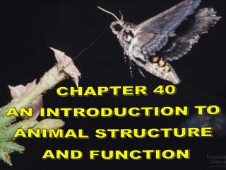 CHAPTER 40 AN INTRODUCTION TO ANIMAL STRUCTURE AND FUNCTION