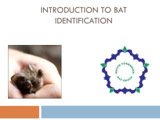 Introduction to Bat Identification