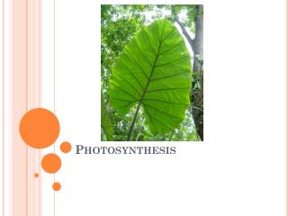 Photosynthesis