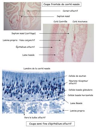 Coupe semi fine d’épithélium olfactif