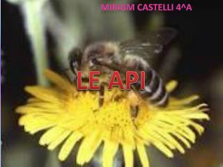 LE API