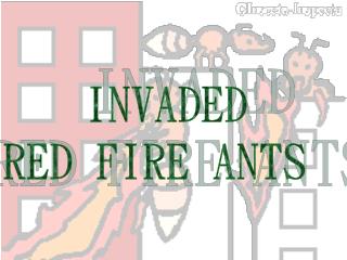 INVADED RED FIRE ANTS