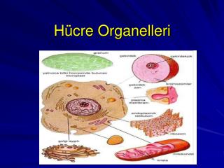 Hücre Organelleri