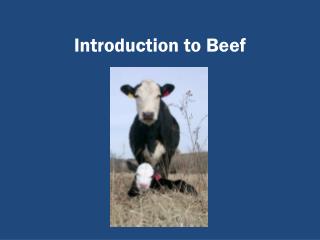 Introduction to Beef