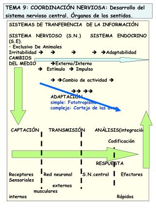 TEMA 9: COORDINACIÓN NERVIOSA: Desarrollo del sistema nervioso central. Órganos de los sentidos.