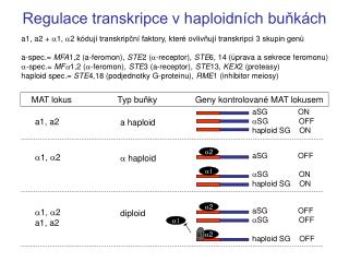 Regulace transkripce v haploidních buňkách