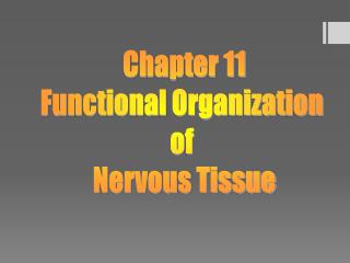 Chapter 11 Functional Organization of Nervous Tissue