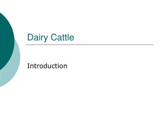 Dairy Cattle