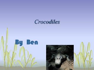 Crocodiles