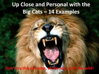 Up Close and Personal with the Big Cats – 14 Examples