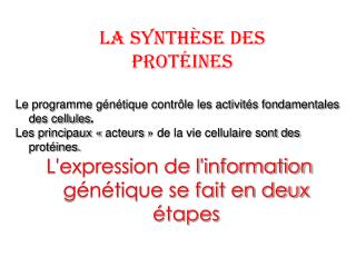 La synthèse des protéines