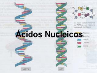 Ácidos Nucleicos .