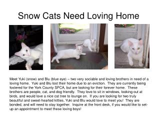 Snow Cats Need Loving Home