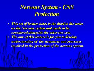 Nervous System - CNS Protection