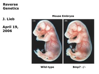 Reverse Genetics
