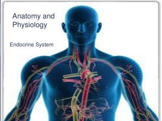 Endocrine System