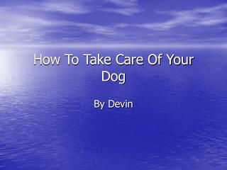 How To Take Care Of Your Dog