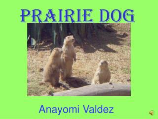 Prairie Dog