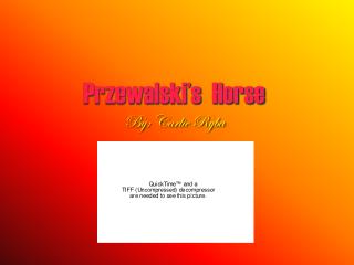 Przewalski’s Horse