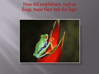 How did amphibians, such as frogs, trade their tails for legs?