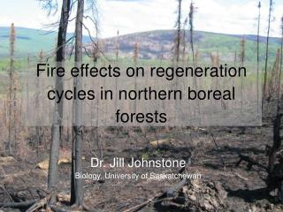 Fire effects on regeneration cycles in northern boreal forests