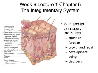 Week 6 Lecture 1 Chapter 5 The Integumentary System