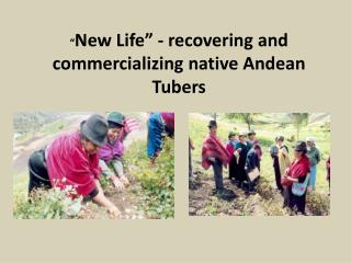 “ New Life” - recovering and commercializing native Andean Tubers