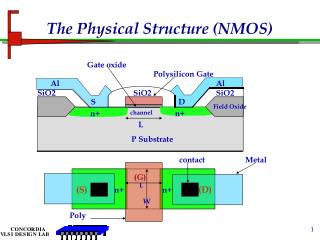 The Physical Structure (NMOS)