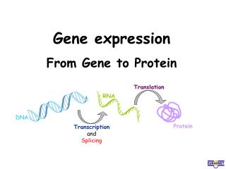 Gene expression From Gene to Protein