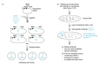 Chromsome walking kloon-kloon hübridisatsiooni abil