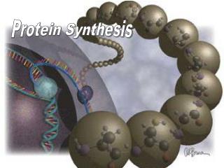 Protein Synthesis