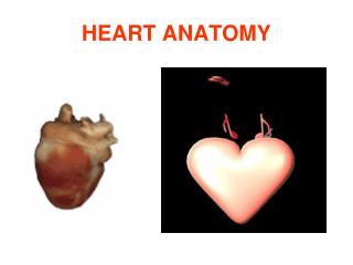 HEART ANATOMY