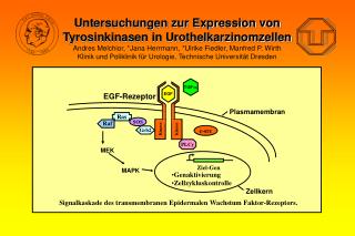 Signalkaskade des transmembranen Epidermalen Wachstum Faktor-Rezeptors.