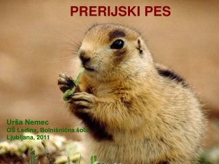 PRERIJSKI KUŽKI