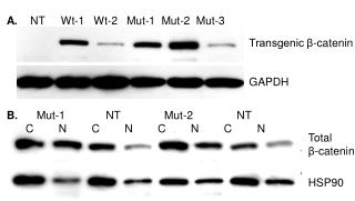 Transgenic β-catenin
