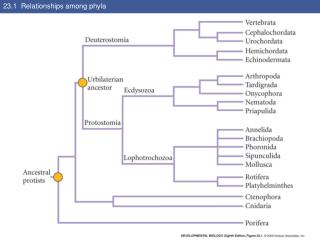 23.1 Relationships among phyla