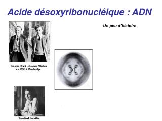 Acide désoxyribonucléique : ADN