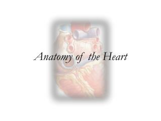 Anatomy of the Heart