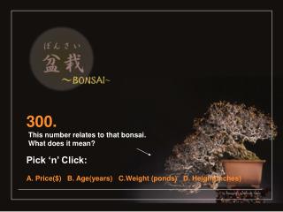 300. This number relates to that bonsai. What does it mean? Pick ‘n’ Click: