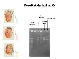 Résultat du test ADN