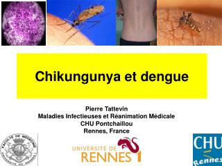 Chikungunya et dengue