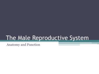 The Male Reproductive System