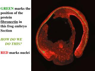 GREEN marks the position of the protein fibronectin in this frog embryo Section HOW DO WE