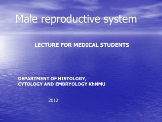 Male reproductive system