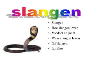 Slangen Hoe slangen leven Voedsel en jacht Waar slangen leven Gifslangen families