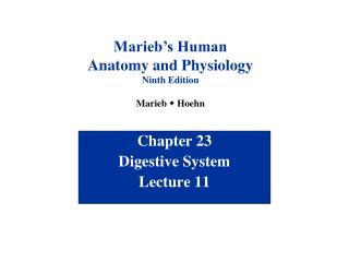 Chapter 23 Digestive System Lecture 11