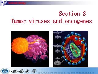 Section S Tumor viruses and oncogenes