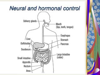 Neural and hormonal control
