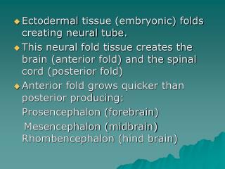 Ectodermal tissue (embryonic) folds creating neural tube.